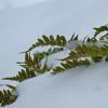 licorice-fern-in-the-snow