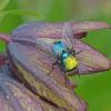fly-on-rice-root-lily-with-pollen-on-back