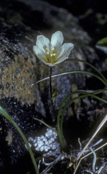 lily-family-alp-lily-lloydia-serotina