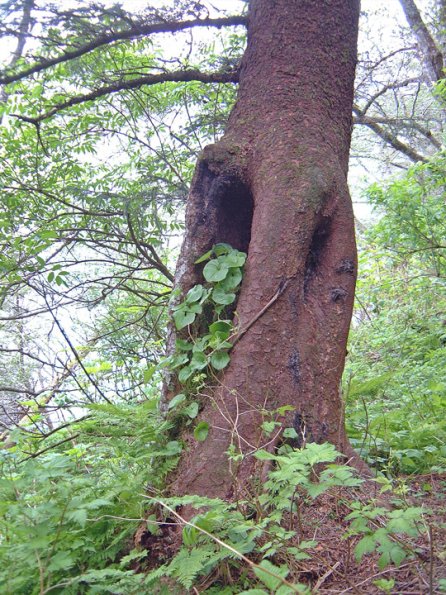 lily-of-the-valley-and-tree-trunk