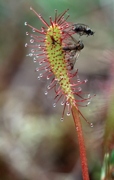 long-leaved-sundew-drosera-anglica-