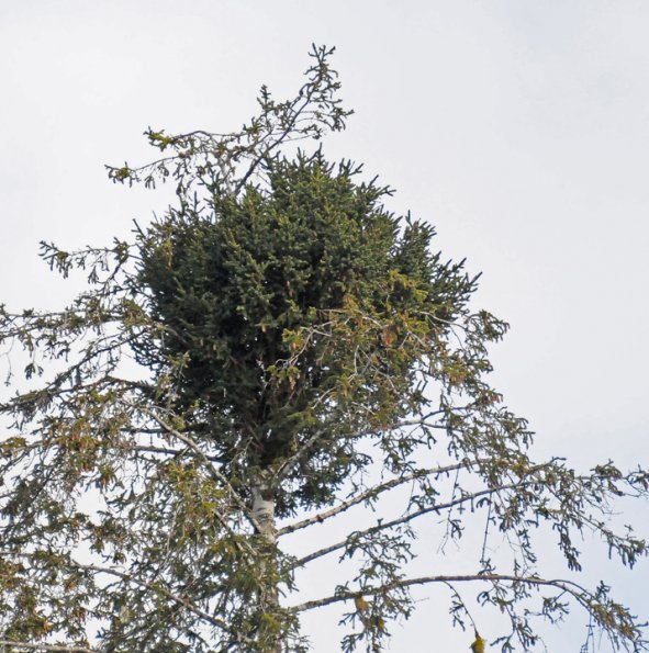 mistletoe-along-situk-river