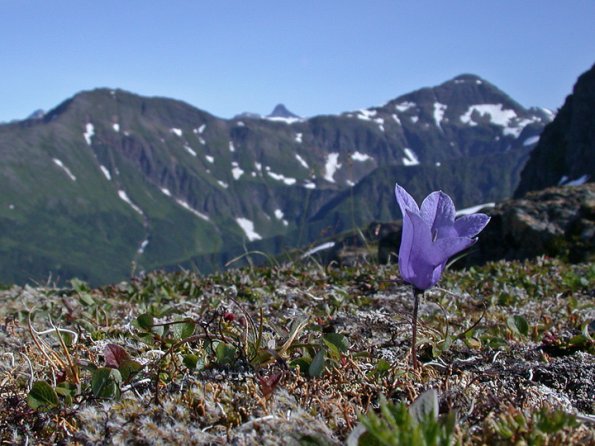 mountain-harebell-on-juneau-ridge