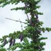 mountain-hemlock-cones