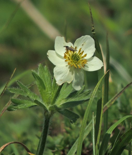 narcissis-anemone-with-march-fly