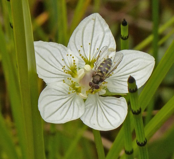 northern-grass-of-parnassus-with-insect