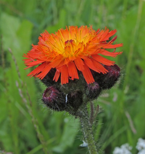 orange-hawkweek-at-eagle-beach