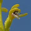 Early-Coralroot-Orchid-with-a-Dance-Fly-entering-it
