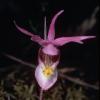 fairy-slipper-orchid-calipso-bulbosa-