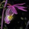 fairy-slipper-orchid-modified