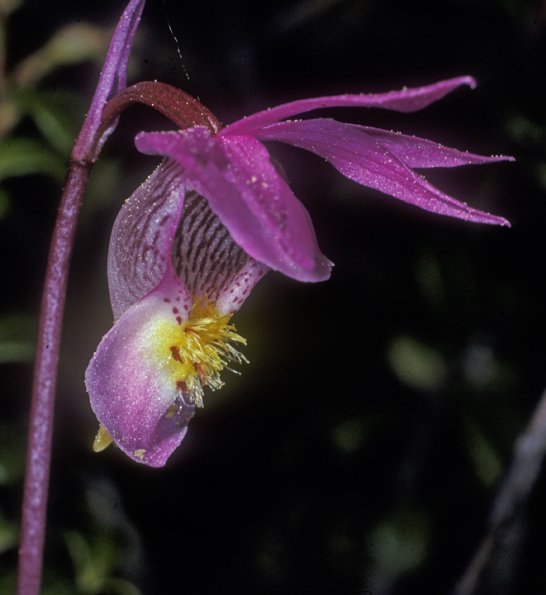 fairy-slipper-orchid-modified