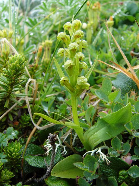 frog-orchid-2