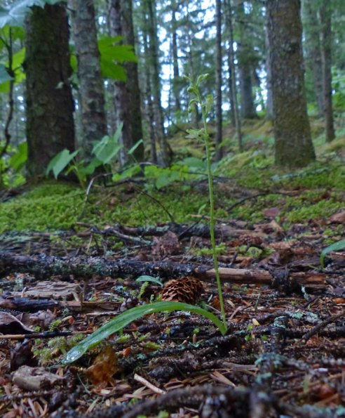 malaxis-orchid-from-outer-point