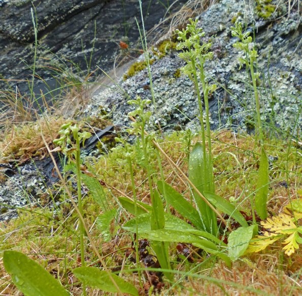 malaxis-orchids-from-outer-point