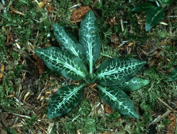 rattlesnake-plantain-orchid-leaves