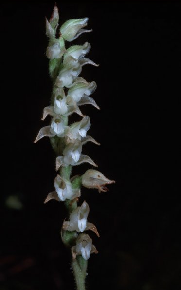 rattlesnake-plantain-orchid