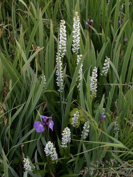 white-bog-orchids
