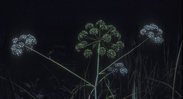 parsley-family-cicuta-mackenzieana-fairbanks