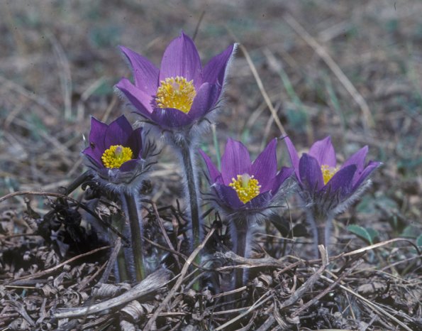 pasque-flower-fairbanks