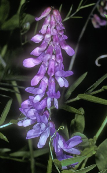 fabaceae-pea-family-fairbanks
