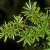 pinacea-pine-family-mountain-hemlock-tsuga-mertensiana-juneau
