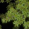 pinacea-pine-family-western-hemlock-tsuga-heterophylla-juneau