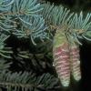 pinacea-pine-family-white-spruce-picea-glauca-fairbanks