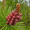 shore-pine-male-cones