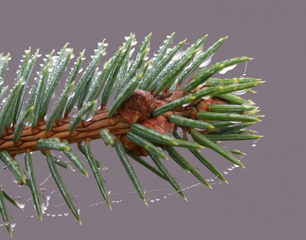 sitka-spruce-needles