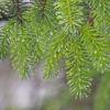sitka-spruce-with-rain-drops
