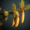 spruce-cones-female