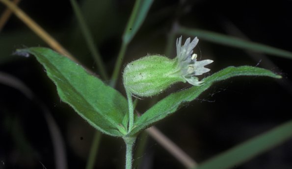 caryophyllaceae-pink-family-lychnis-sp-fairbanks