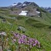 moss-campion-on-mt
