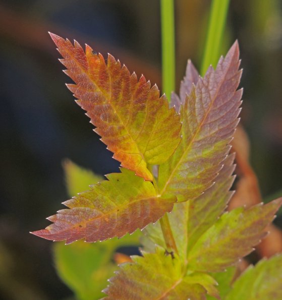 poison-water-hemlock-leaves-at-kingfisher-pond