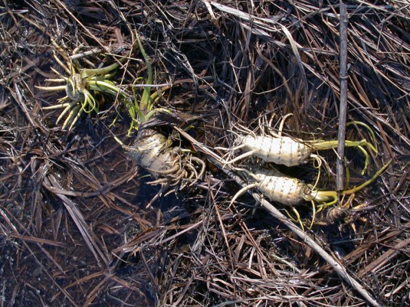poison-water-hemlock-roots-floated-up