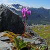 shooting-star-mt-roberts-trail