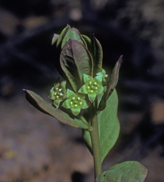 pumpkinberry-in-flower-geocaulon-lividum-from-fairbanks