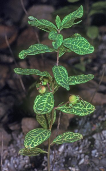 pumpkinberry-in-fruit-geocaulon-lividum-in-fairbanks