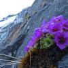 purple-mountain-saxifrage-on-april-10-at-nugget-falls