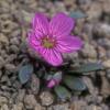 portulacacaceae-purslane-family-claytonia-scammaniana-denali-n.p.