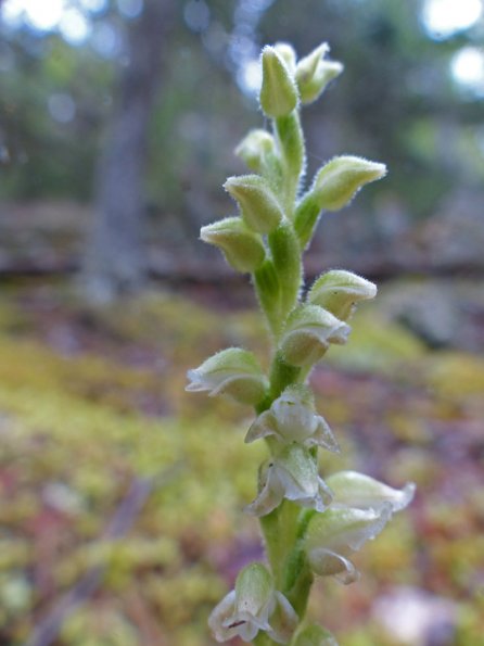 rattlesnake-plaintain-orchid-skagway-july-25