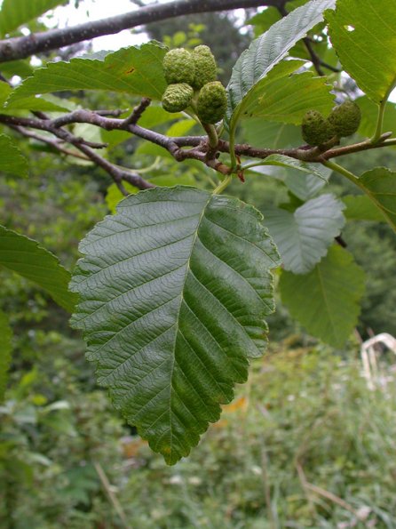 red-alder-leaf-and-cones