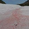 red-algae-on-snow-1