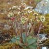 red-stemmed-saxifrage