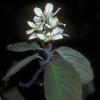 rosaceae-rose-family-amelanchier-alnifolia-northern-serviceberry-fairbanks