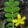rosaceae-rose-family-potentilla-anserina-common-silverweed-juneau
