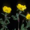 rosaceae-rose-family-potentilla-fruticosa-shrubby-cinquefoil-yellow-rose-tundra-rose-fairbanks-2
