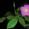 rosaceae-rose-family-rosa-acicularis-prickly-rose-fairbanks