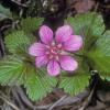rosaceae-rose-family-rubus-arcticus-nagoon-berry-fairbanks