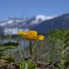 silverweed-blossom-and-leaf
